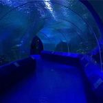 Painéis acrílicos de 180 ou 90 graus para o túnel do aquário
