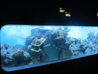 Artificial Acrílico cilíndrico aquário de peixes transparente / janela de exibição